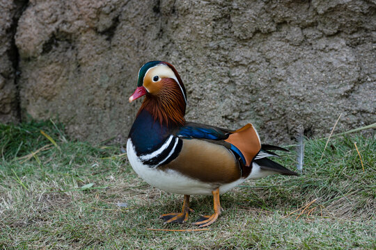 动物鸳鸯