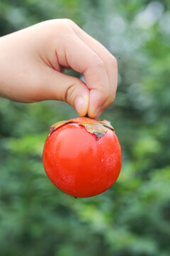 手里拿着珍珠蜜柿