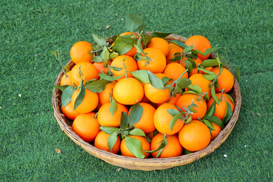 草地上的爱媛果冻橙