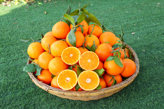 草地上的爱媛果冻橙