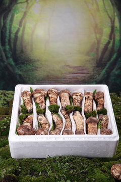 箱子里装的松茸菇
