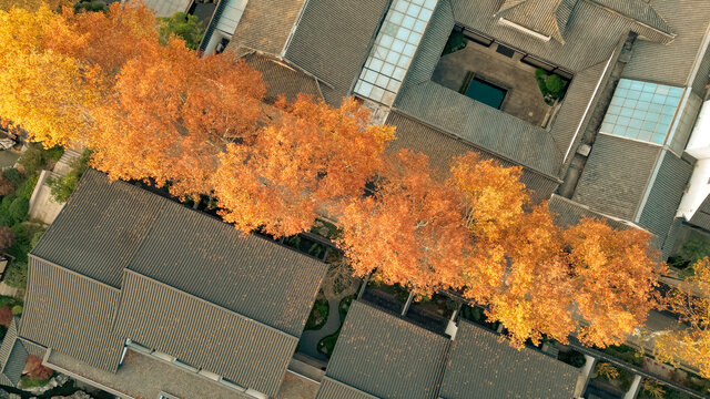 绍兴府山街道梧桐大道