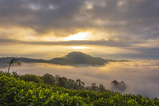 云雾茶山