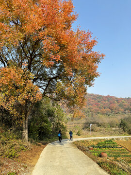 田园风光