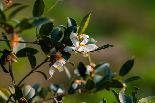 油茶花