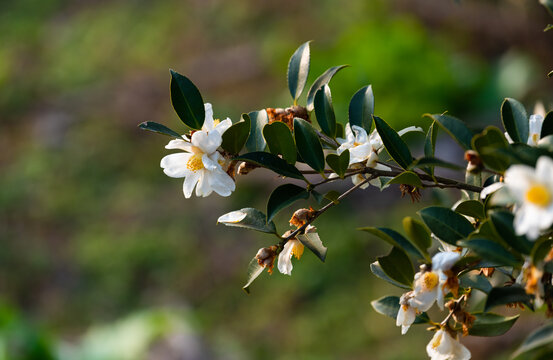 油茶花