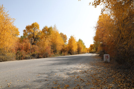 胡杨林风光