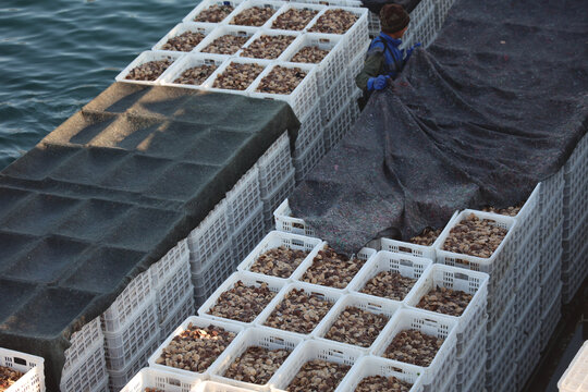 扇贝苗分拣渔业养殖育苗水产运输