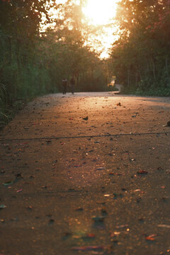 夕阳林间小路