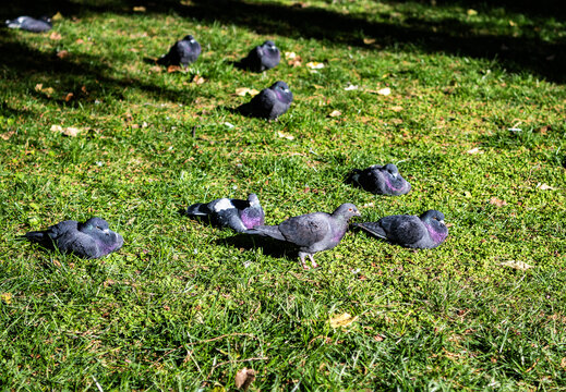 草地上晒太阳的鸽子