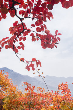 坡峰岭红叶