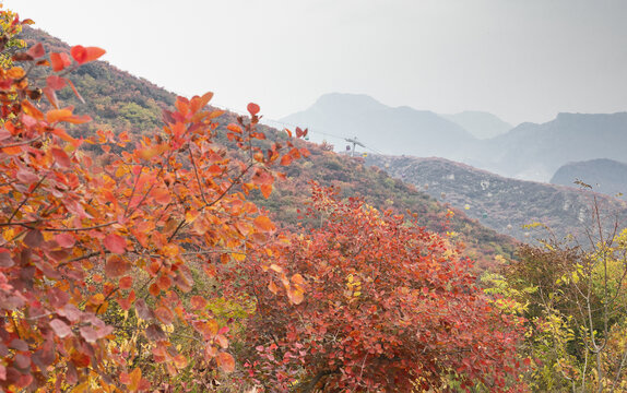 坡峰岭红叶