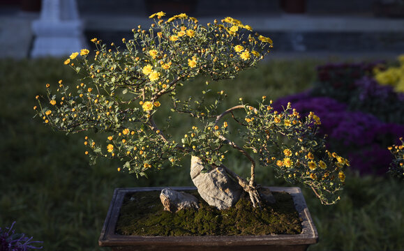 菊花盆景