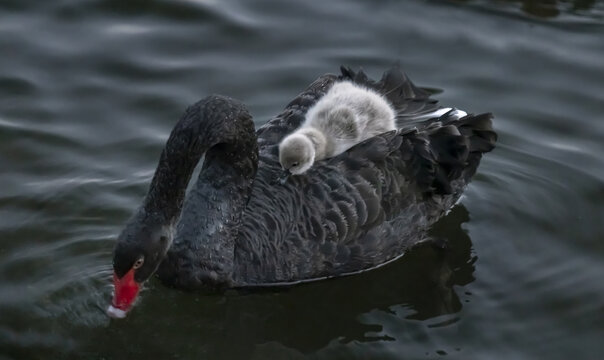 黑天鹅宝宝在妈妈背上