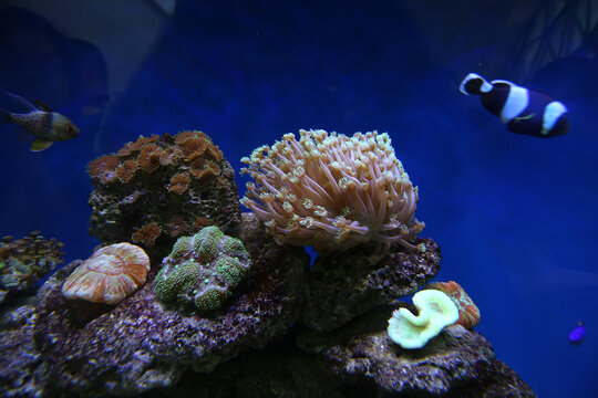 上海博物馆海洋生态珊瑚