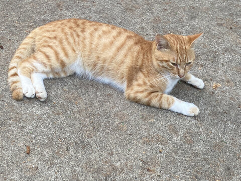 美国硬毛猫