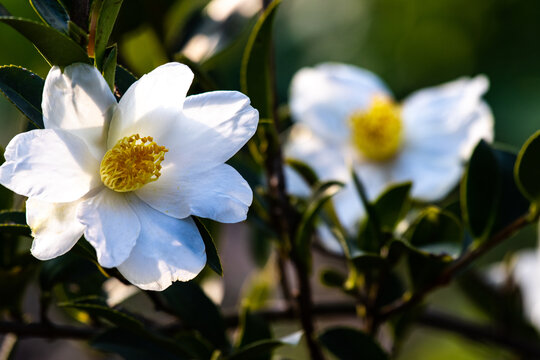 油茶花