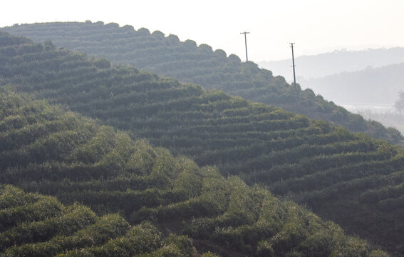 茶山