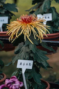 中山小榄菊花展展出菊花