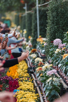 中山小榄菊展拍菊花