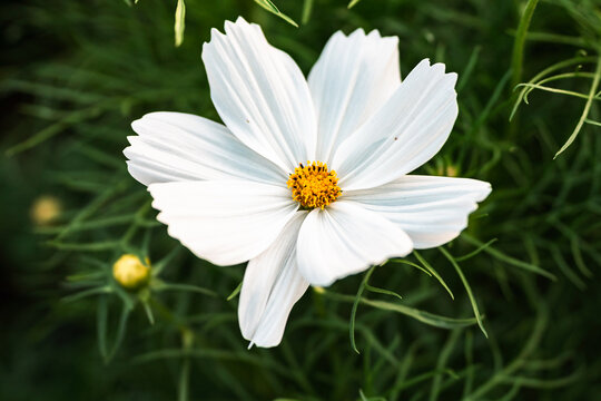 桑格花格桑花秋英菊花