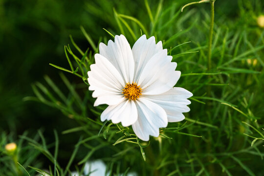 桑格花格桑花秋英菊花