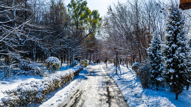 雪后的长春南湖公园森林小路雪景