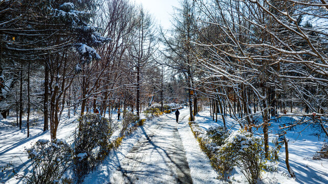 雪后的长春南湖公园森林小路雪景