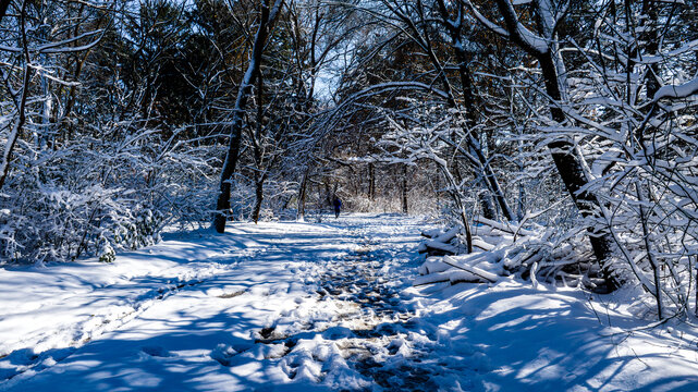 雪后的长春南湖公园森林小路雪景