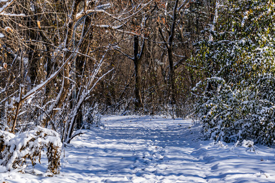 雪后的长春南湖公园森林小路雪景