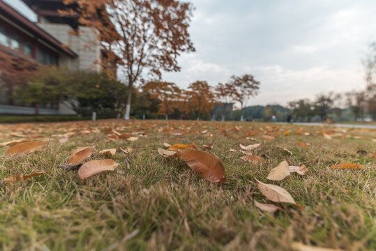 浙江大学的秋日落叶