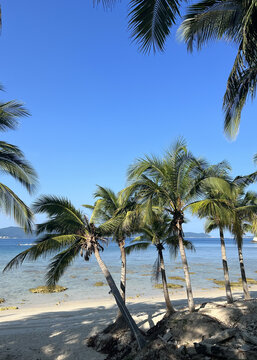 海边棕榈树