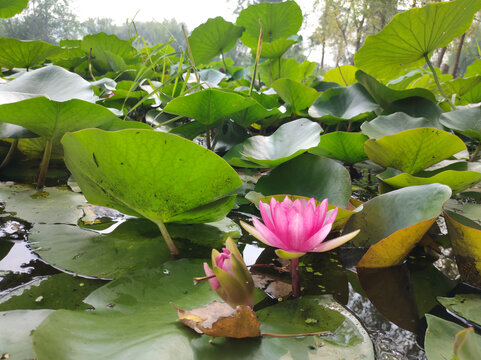 池塘荷花