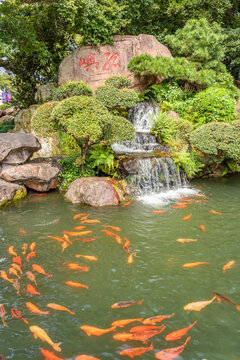 浙江省温州市江心寺水中的鲤鱼