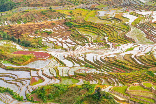 云南元阳县多依树梯田风景