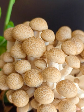 鲜蘑菇素材