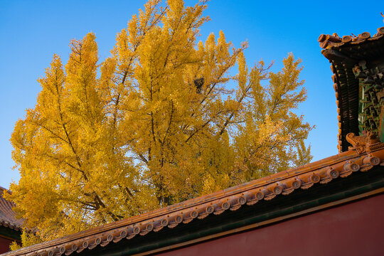 北京故宫博物院银杏树