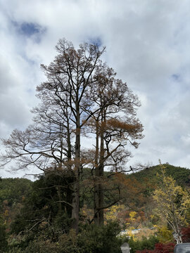 宁波茅镬村金钱松