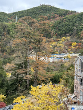 宁波茅镬村秋景