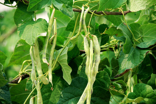 四季豆种植