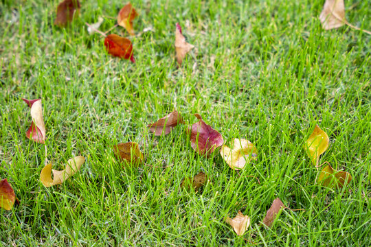 深秋绿色草地上的红叶