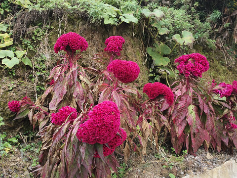 红鸡冠花种植