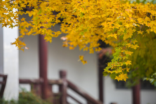 秋天枫叶