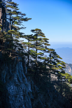 黄山松