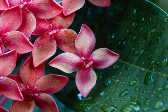 雨后龙船花特写