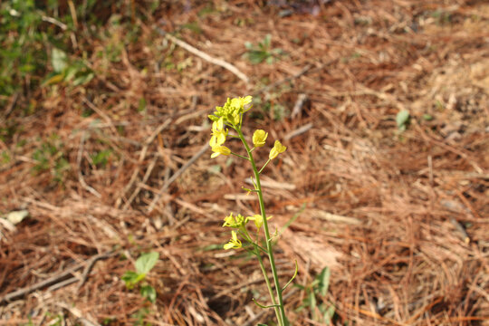 油菜花