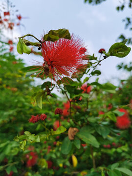 朱缨花