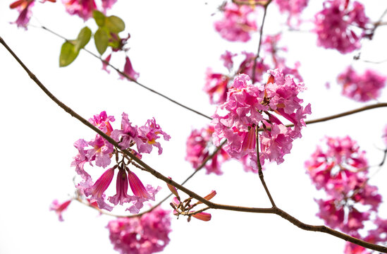 花枝俏