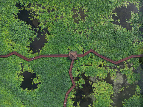 苏州荷塘月色湿地公园夏天航拍