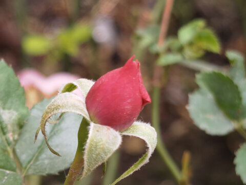 玫瑰花蕾